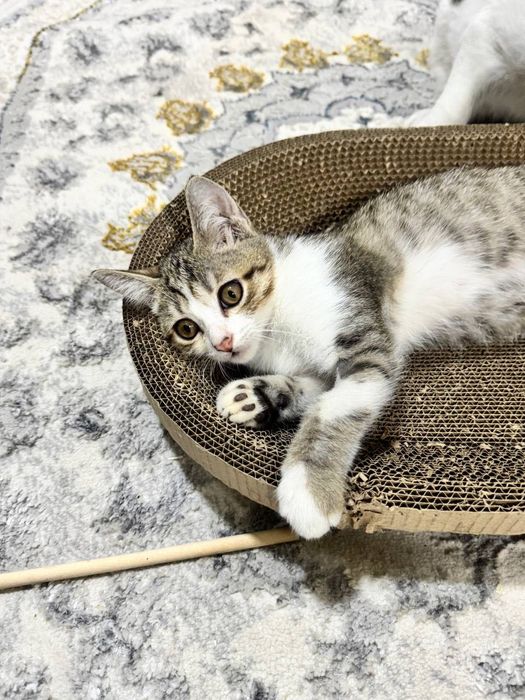 Котёнок мальчик даром