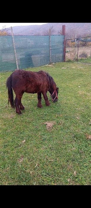 Vând un ponei de un an și 7 luni