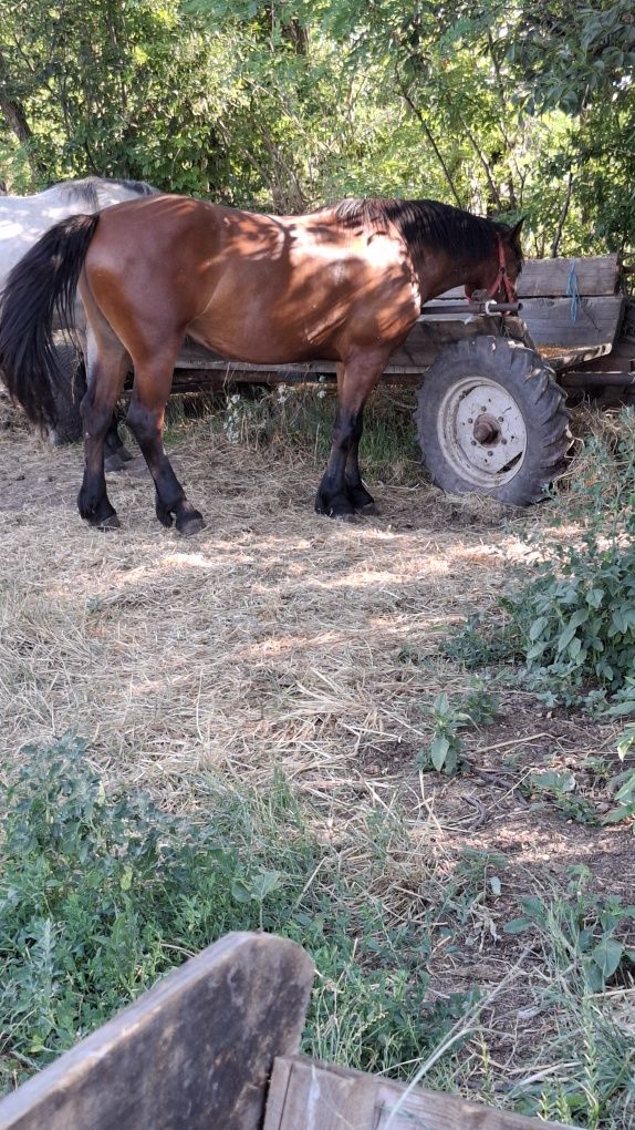 Vând o iapa de 3 ani