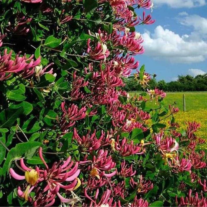 Mana Maicii Domnului (Lonicera japonica Red World) diferite culori