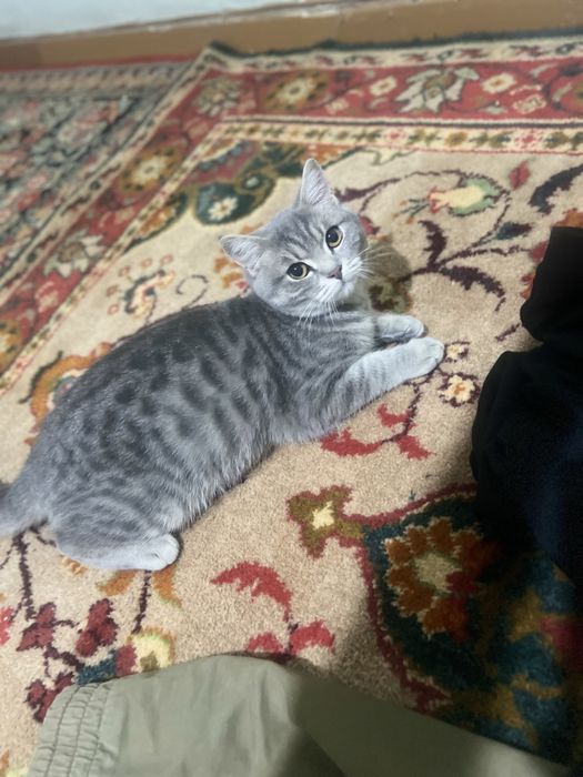 Британская кошка