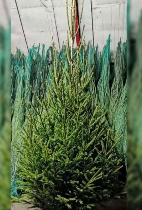 Живые елки, ели  и сосны