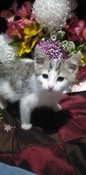 Хорошо Кошечка  в добрые, ответственные руки