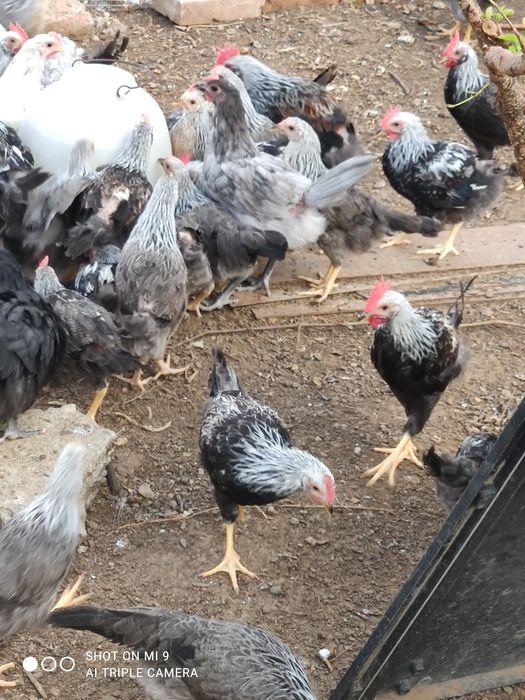 Cocos de rasă,cocoșel, cocos argintiu italian, cocos de curte