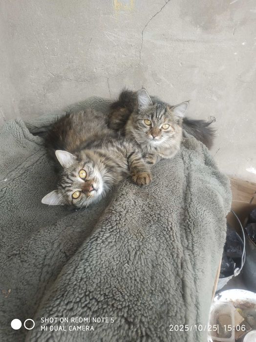 Отдам бесплатно котят