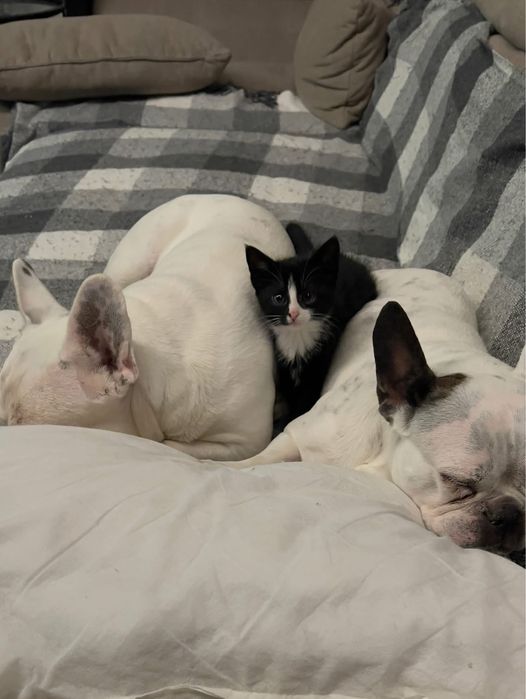 Женско котенце търси дом