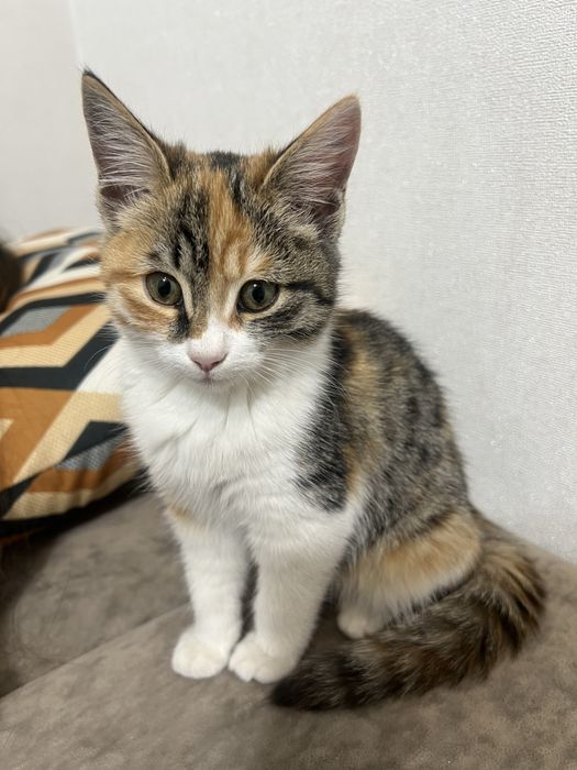 Котенок, игривый, к лотку приучен, ищет добрых хозяинов