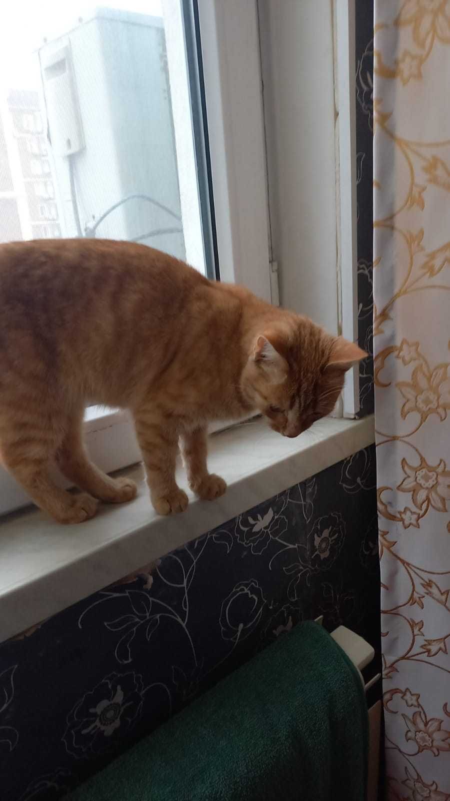 Кошечку в добрые руки