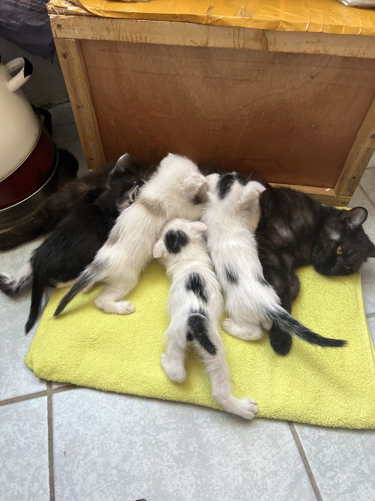 Кошь (девочка) ищет любящего хозяина