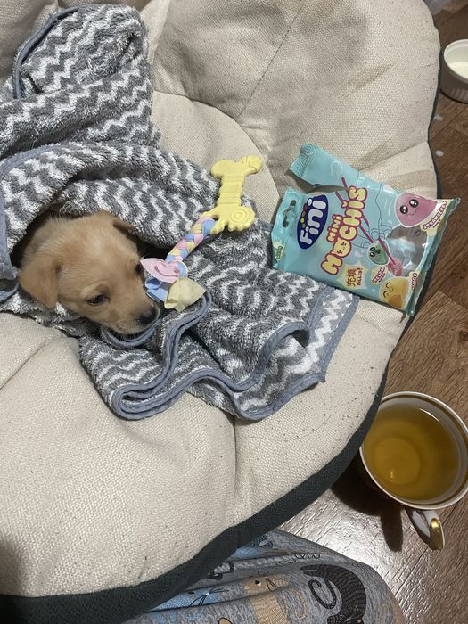 щеночек девочка ТОЛЬКО В ХОРОШИЕ РУКИ