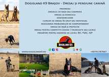 Dresaj canin în grup