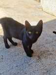 Spre adoptie pui de pisica