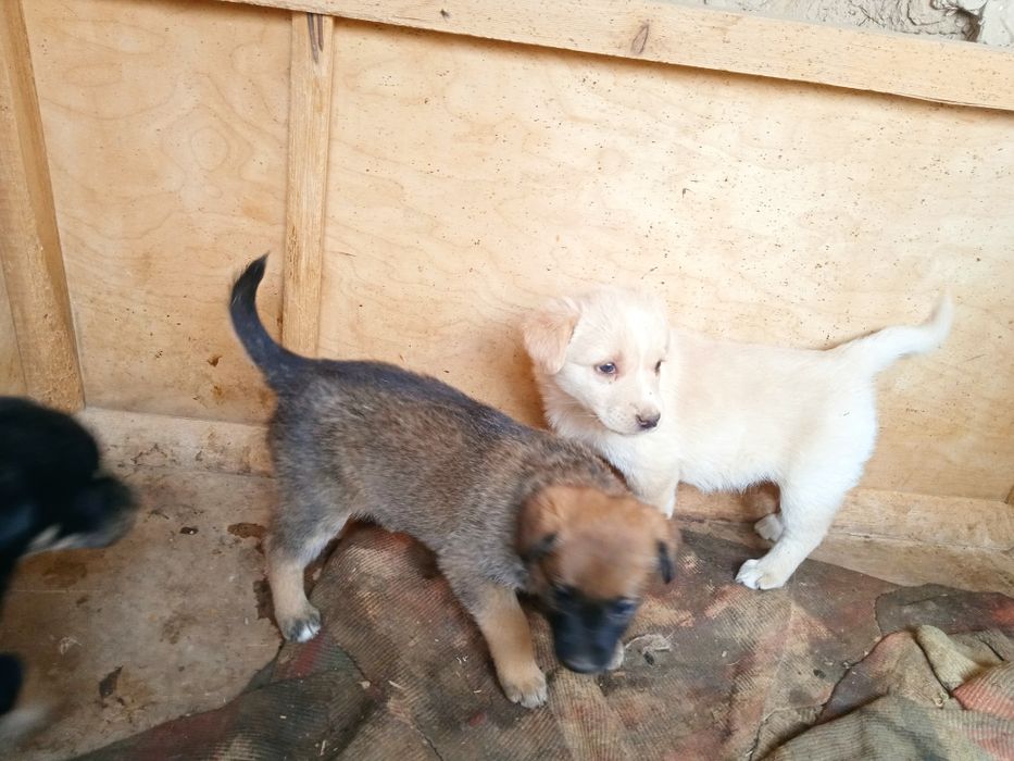 Отдаем даром в добрые руки