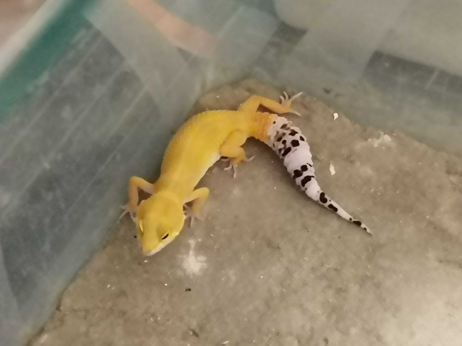 Продавам Леопардов Гекон