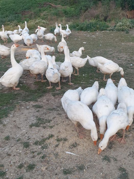 Vând gâște și boboci