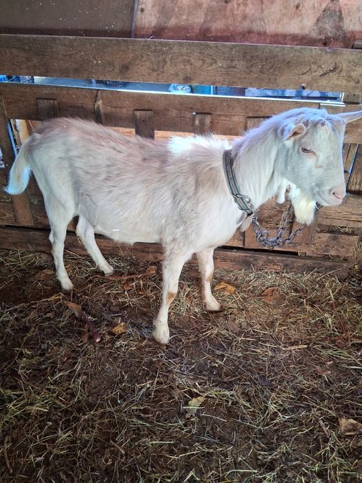 Țap de vânzare, Rasă Saanex