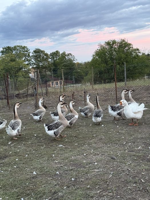 Vand gâste leșești, scoase in primavara!