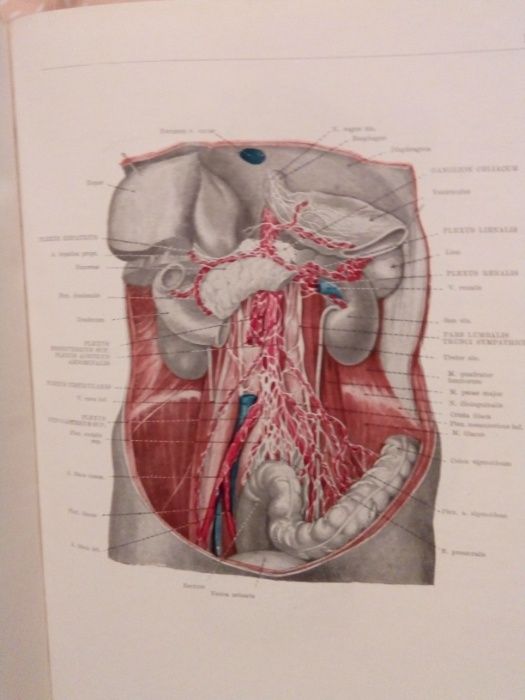Atlas anatomia omului/Az ember anatomiajanak atlasza I+II+III