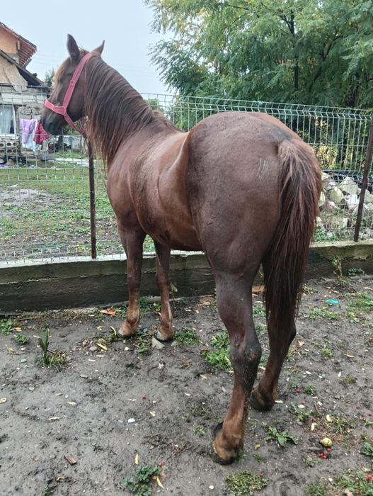 Cal castrat de vanzare