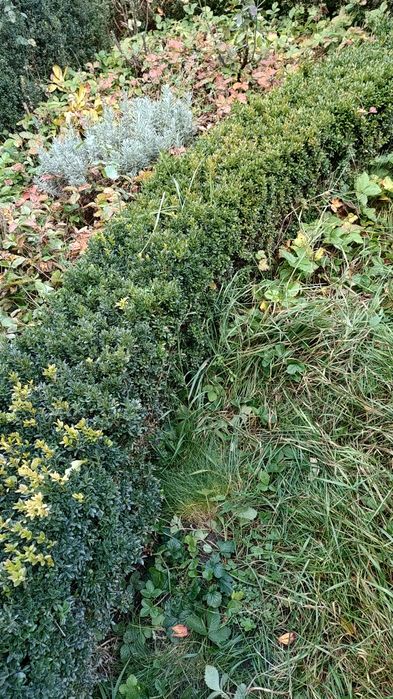 Ieftin! Vând Buxus din gard viu