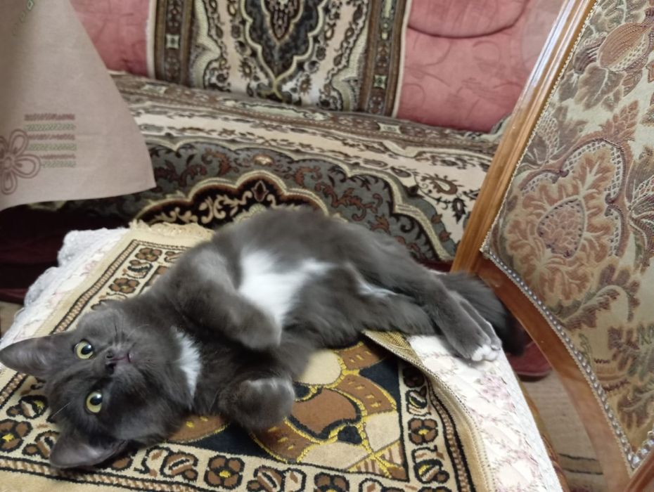 Отдам даром котенка