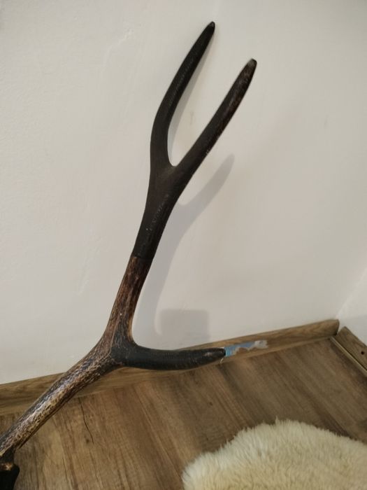 Coarne de cerb de vânzare