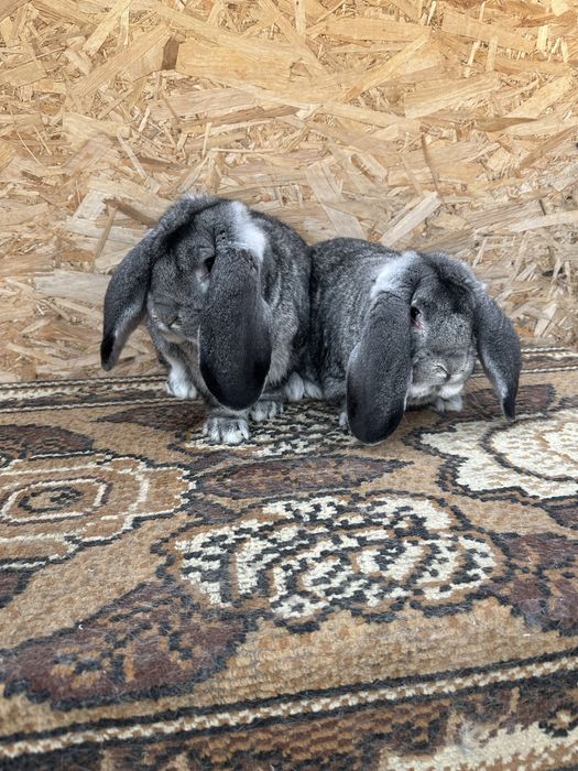 Iepuri berbec german