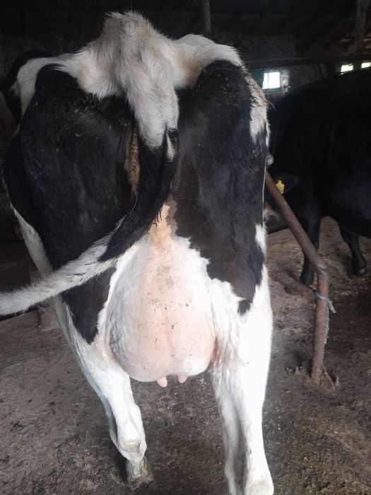 Vand  vaca de lapte de rasa Holstein