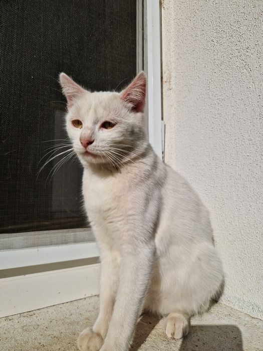 Pisica de adoptat