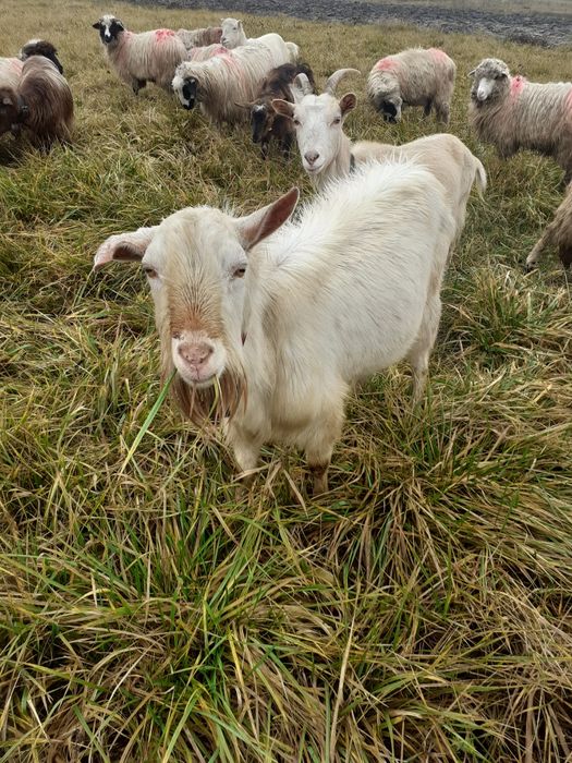 Țap de vânzare  nemtesc