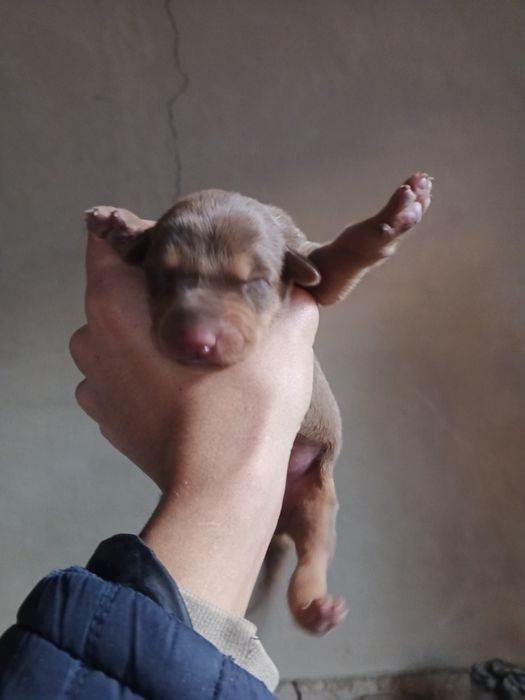 Faqat rialni oladganla narxi arzonligi sababi boqadganlaga sotladi