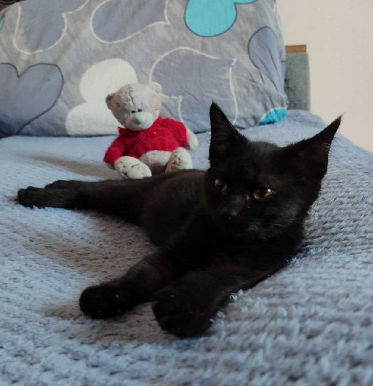 Отдадим котёнка 3 месяца