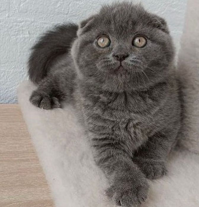 Scottish fold!!!
