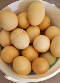 Ouă de casă naturale