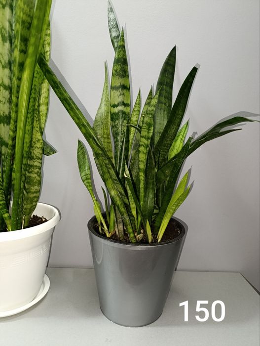 Сансевиерия.Очиститель воздуха.