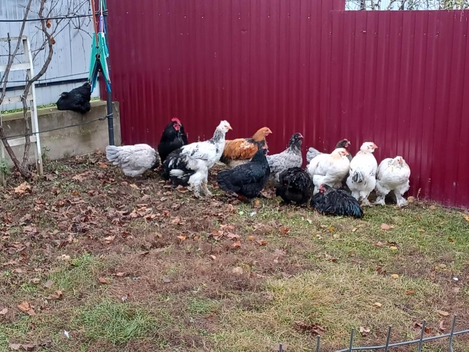 Vand doua perechi matase japoneza 200 perechea