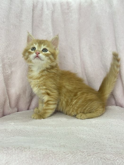 Сибирские котята