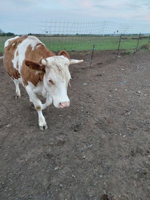 Juninci baltata romaneasca gestante vaci baltata romaneasca gestante