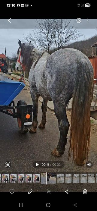 Vând sau schimb cal sur