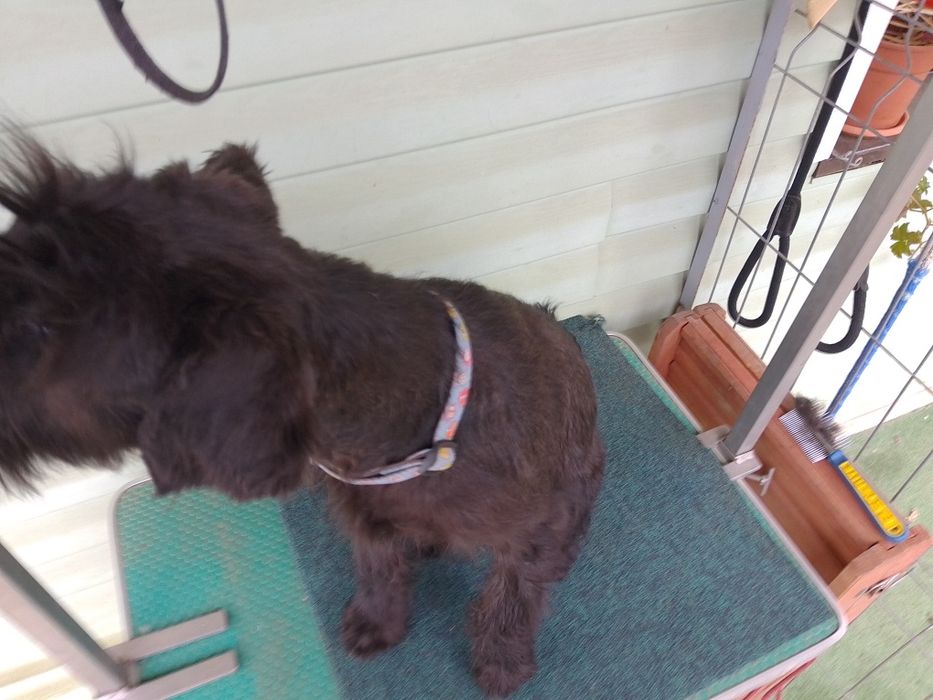 Femelă 5 luni Schnauzer Standard cu blana deschisă la culoare