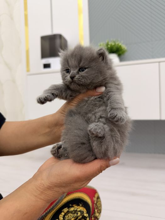 Котята Британцы