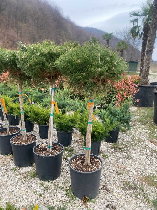 Plante ornamentale variate pentru grădini armonioase