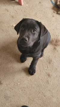 Mascul negru de Labrador Retriever