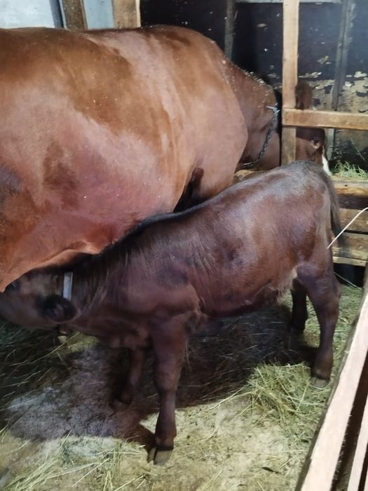 Vaca Red Angus(metis)