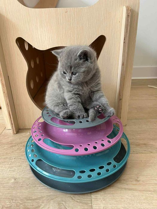 Британска късокосместа