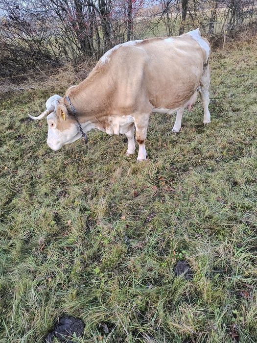 Vând vacă împreuna cu vițel