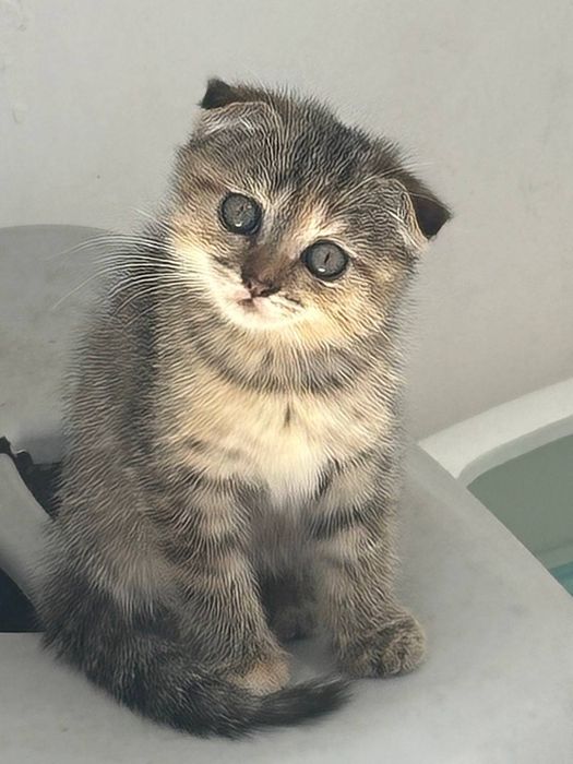 Шиншилла и Выслоухий котики
