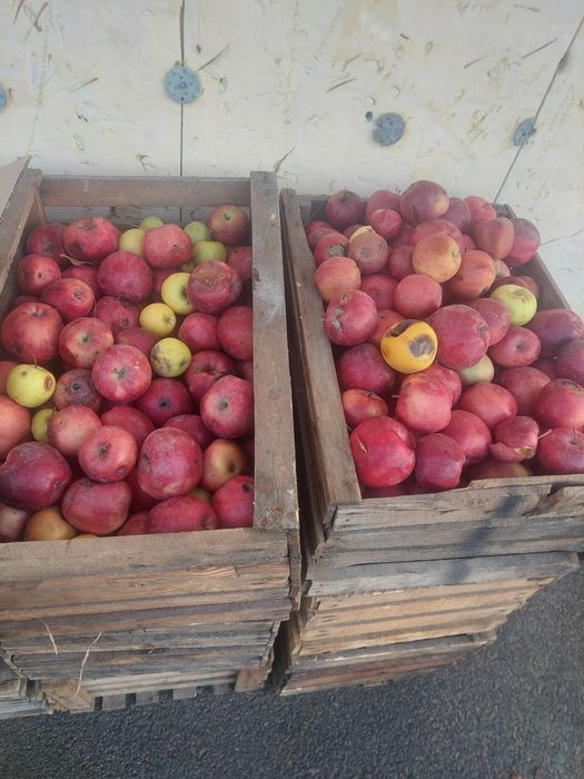 После переборки 1 яшик 500тг 25 кг