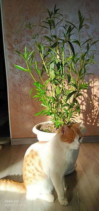 Олеандр  махровый .