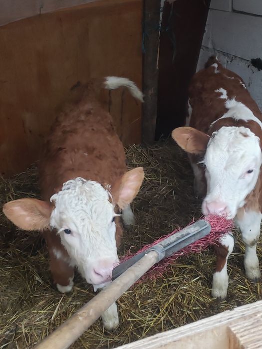 De vanzare 2 vițele mai multe detali la telefon